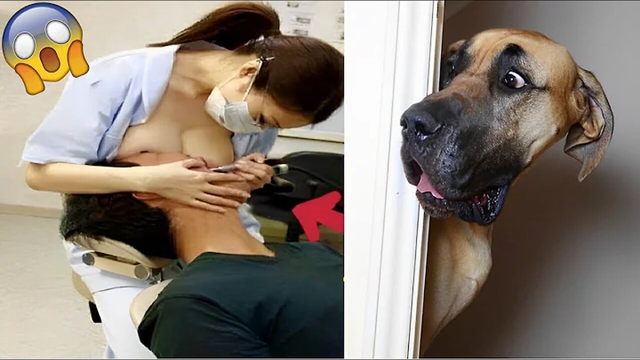 Funniest Animals Video