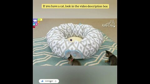 cute cat videos 😹 funny videos 😂77