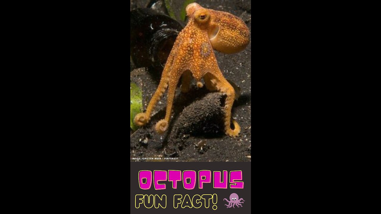 Octopus: truly incredible and totally tentacool! #funfatforkids #animalfacts #shortvideo