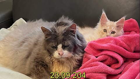 A Maine Coon friend with a big cat that no other cat has been allowed to talk to before 23.09.2024