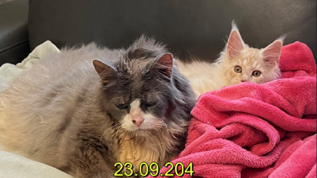 A Maine Coon friend with a big cat that no other cat has been allowed to talk to before 23.09.2024