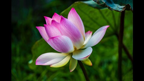 Meditation | Healing | Ambient | Calm | Stress Relief | Sleep | Relaxing Music For Mind & Body