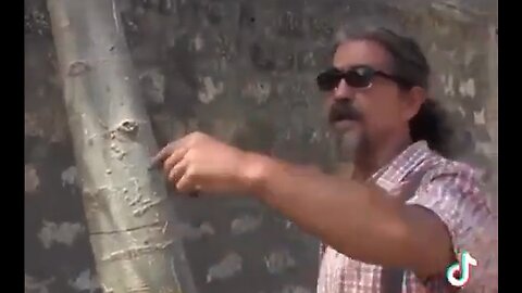 Free Electricity From Trees & How To Harness It