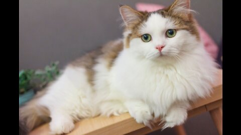 Funny cat cat 🐱