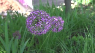 Lansing's Guerilla Gardeners beautify the city