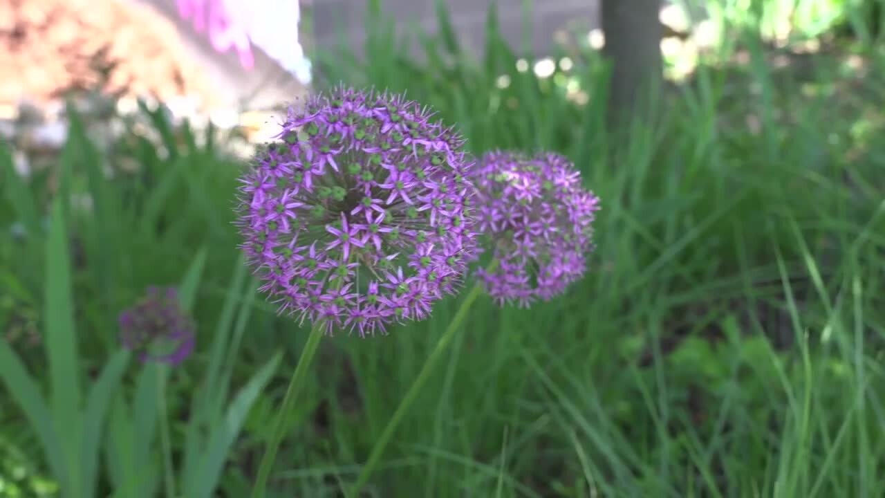 Lansing's Guerilla Gardeners beautify the city