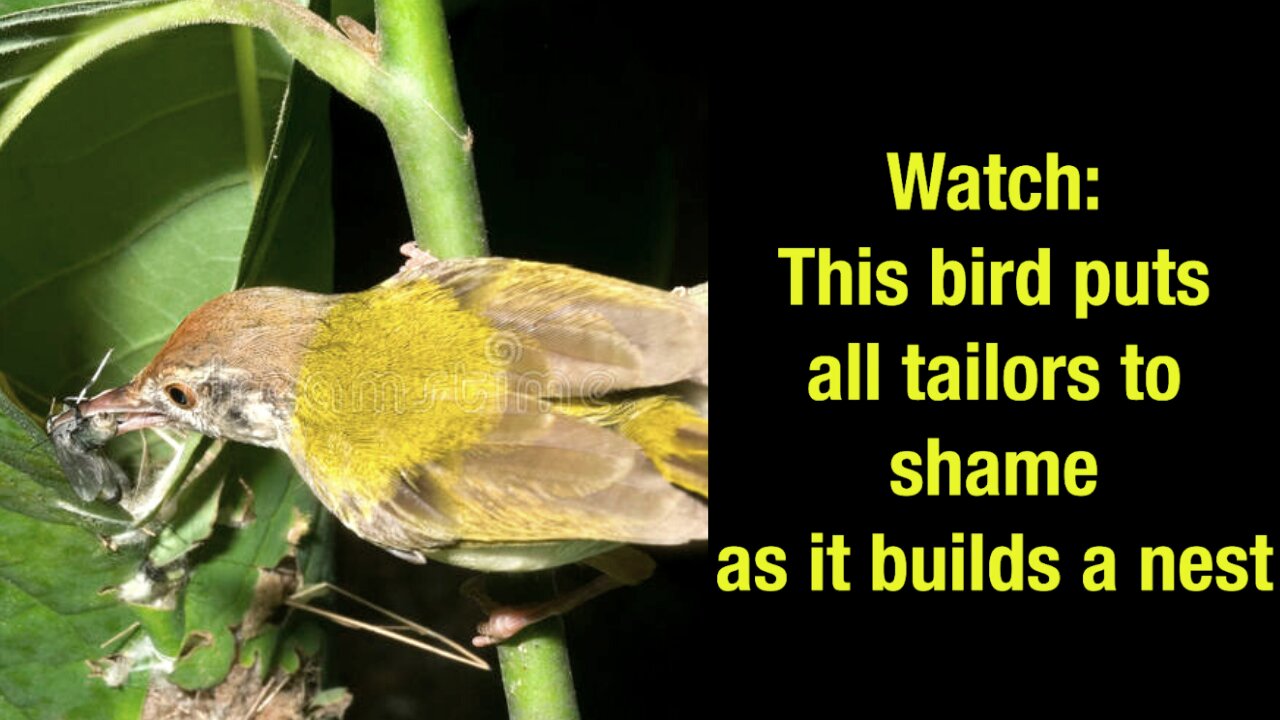 Bird shaming Tailors in sewing while building its nest