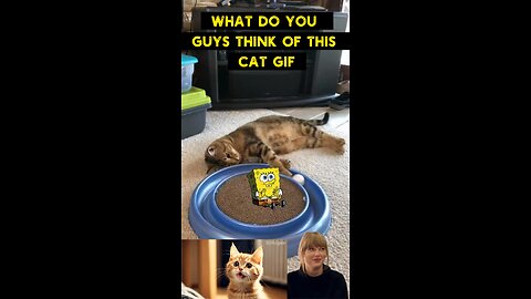 Cute Cat Gif