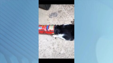 Caso inusitado bombeiros retiram cabeça de gato preso em lata no Vale do Mucuri