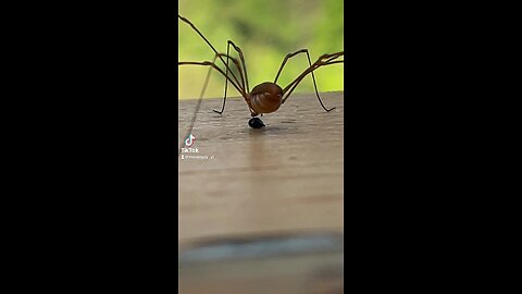 Snack time for my spider friend!