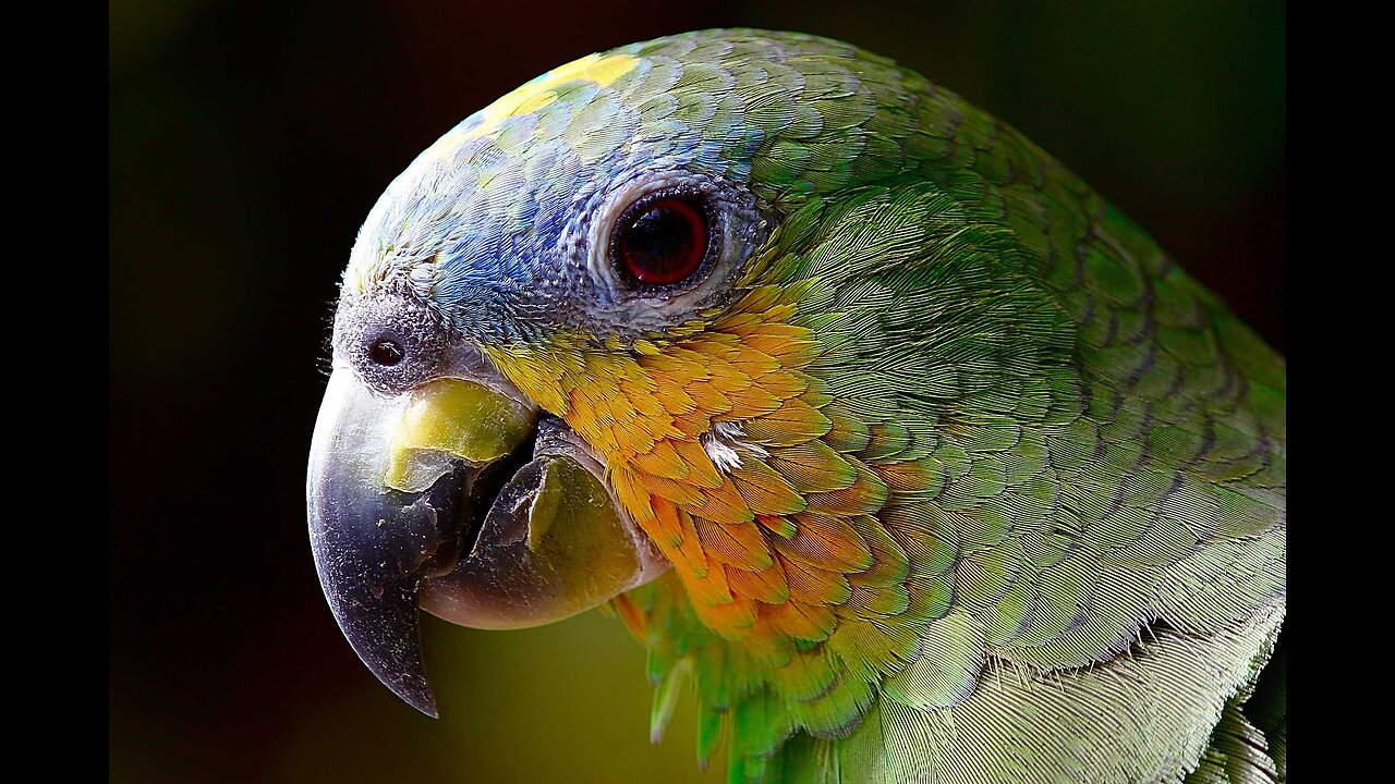 Animal video Geography Animal planet 4k ultra HD