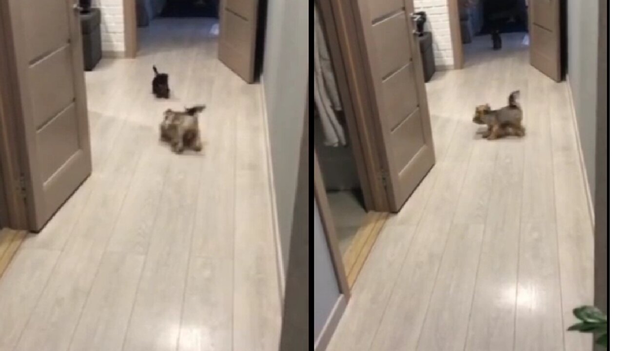 Happy Yorkie mma adorably plays with her puppies, very cute🥰