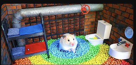 Hamster Escapes from Prison Maze