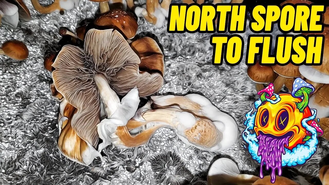 Spore To Flush - North Spore Boomr Bag Mushroom Kit | Complete Beginner's Guide To Growing Mushrooms