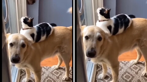 Funny animals 2023😆 - Funniest Cats and Dogs Video🐕🐈306 #shorts