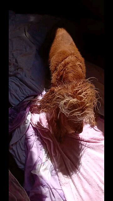 dogshow, pets, Animals, beautiful, Nature