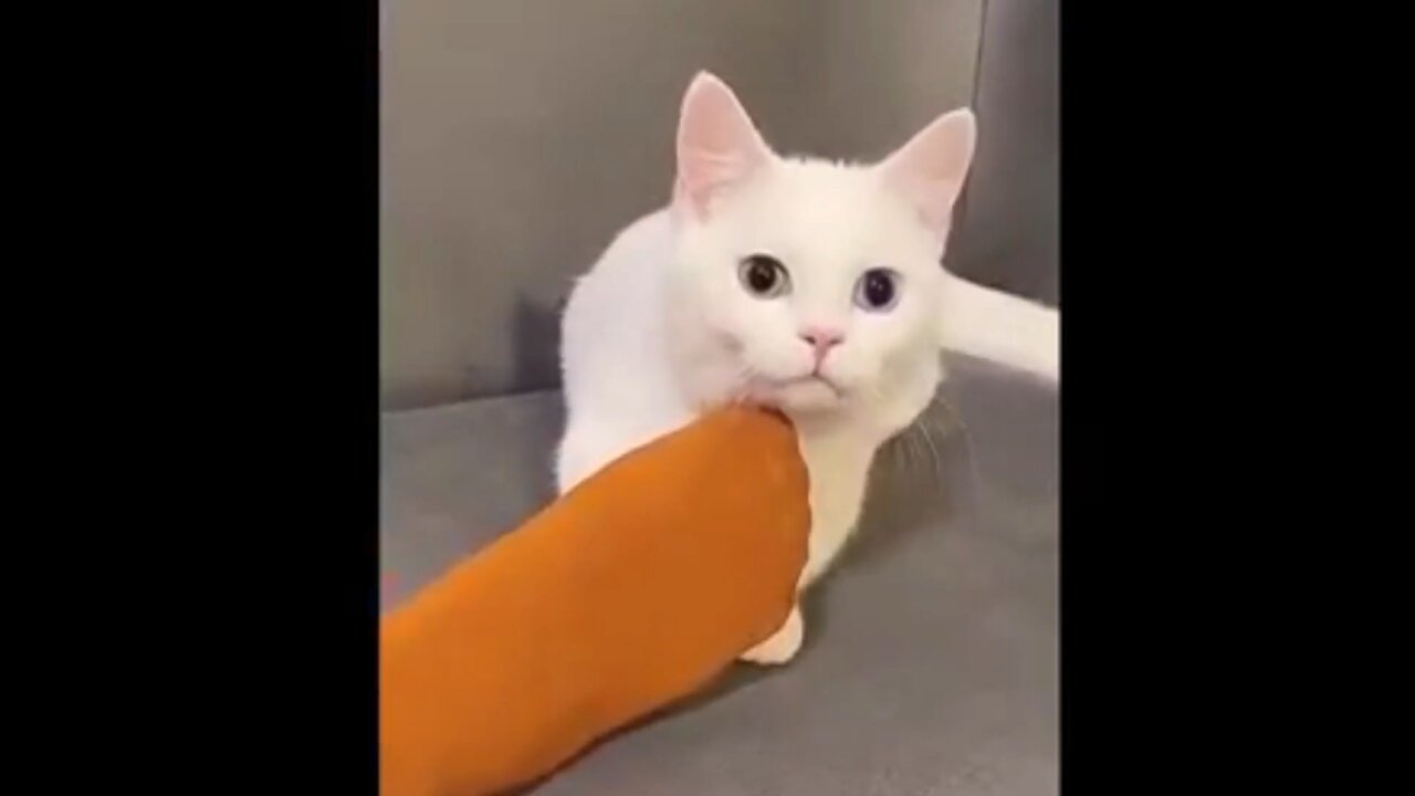 Best cat funny video