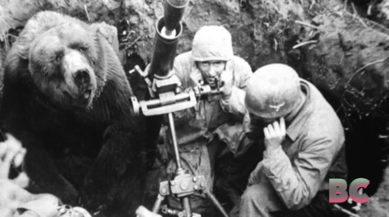 Wojtek, the Soldier Bear: A Tale of Friendship, Courage, and Uniqueness