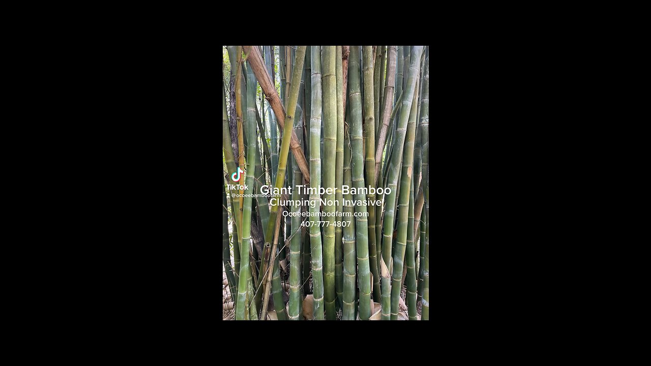 Oldhamii Bamboo - clumping Non invasive Bamboo - Orlando Bamboo Nursery 407-777-4807 Ocoee Bamboo