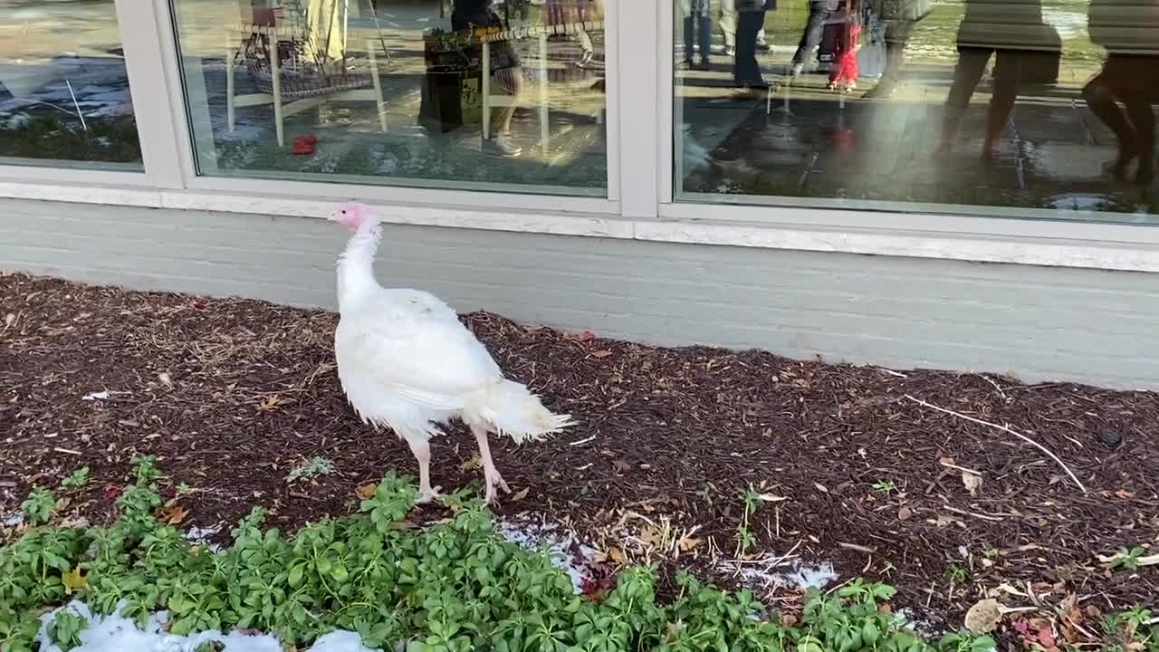 Gov. Whitmer pardons turkey