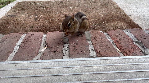 Chipmunk's nutty breakfast