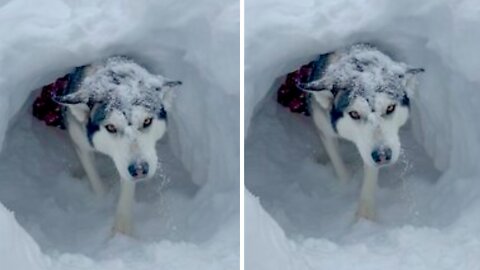 Dogs Completely Take Over Kid's Snow Fort