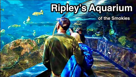 Ripley’s Aquarium of the Smokies - Gatlinburg, TN