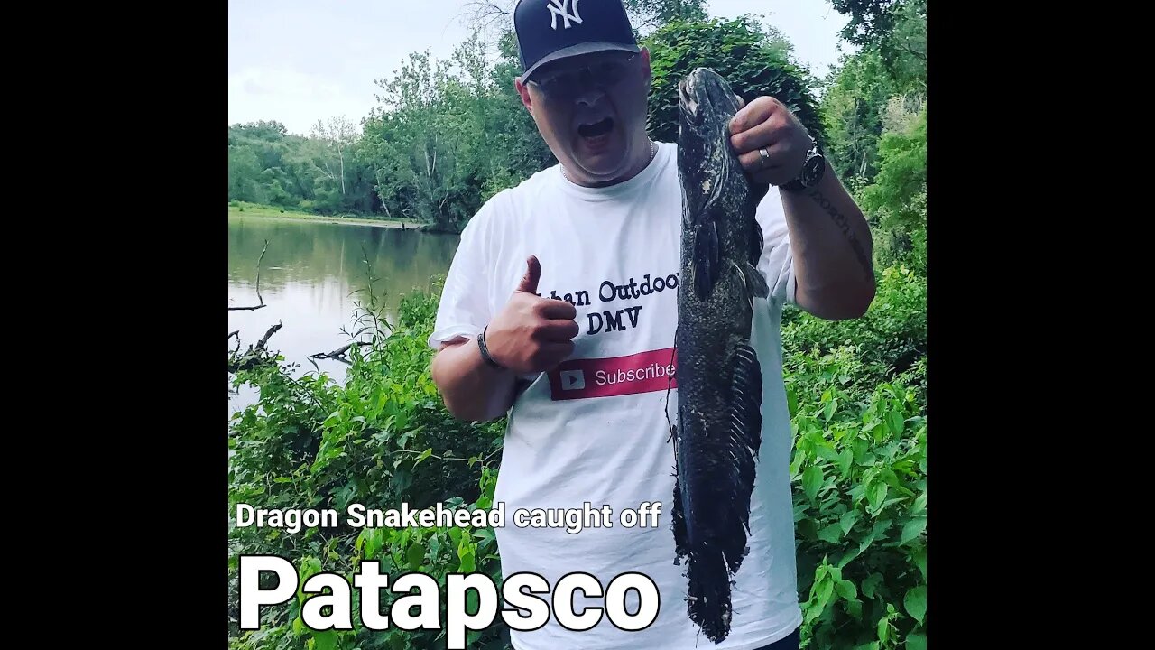 Mud Hole Dragon Snakehead #snakehead #patapscoriver #kvdliplesscrankbait