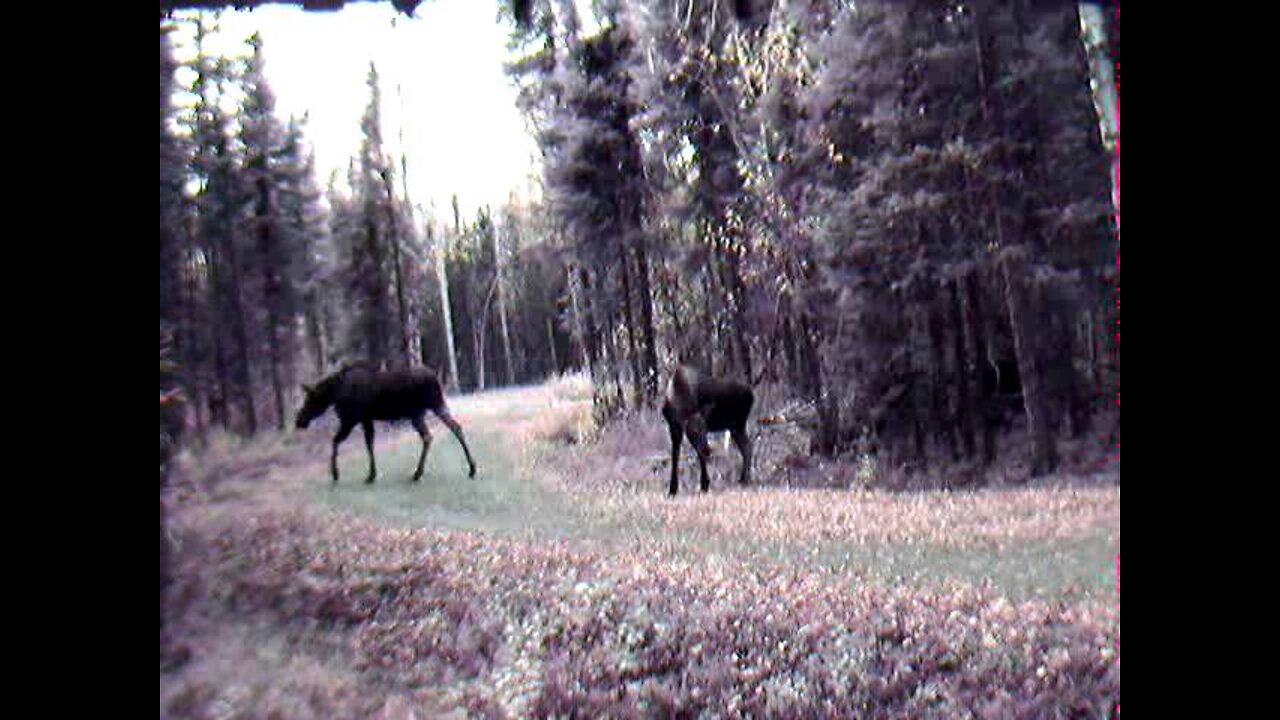 More driveway moose