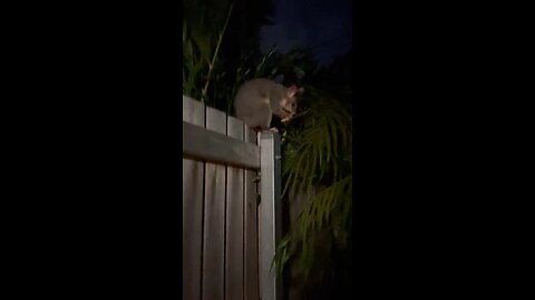 Possum feeding in the suburbs