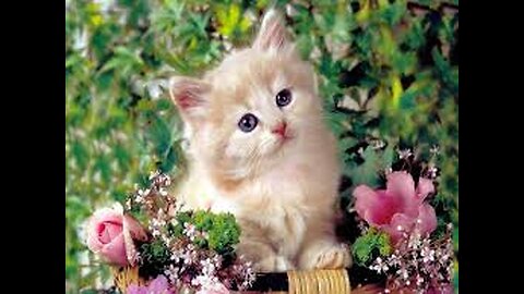 Cute funny beautiful cat