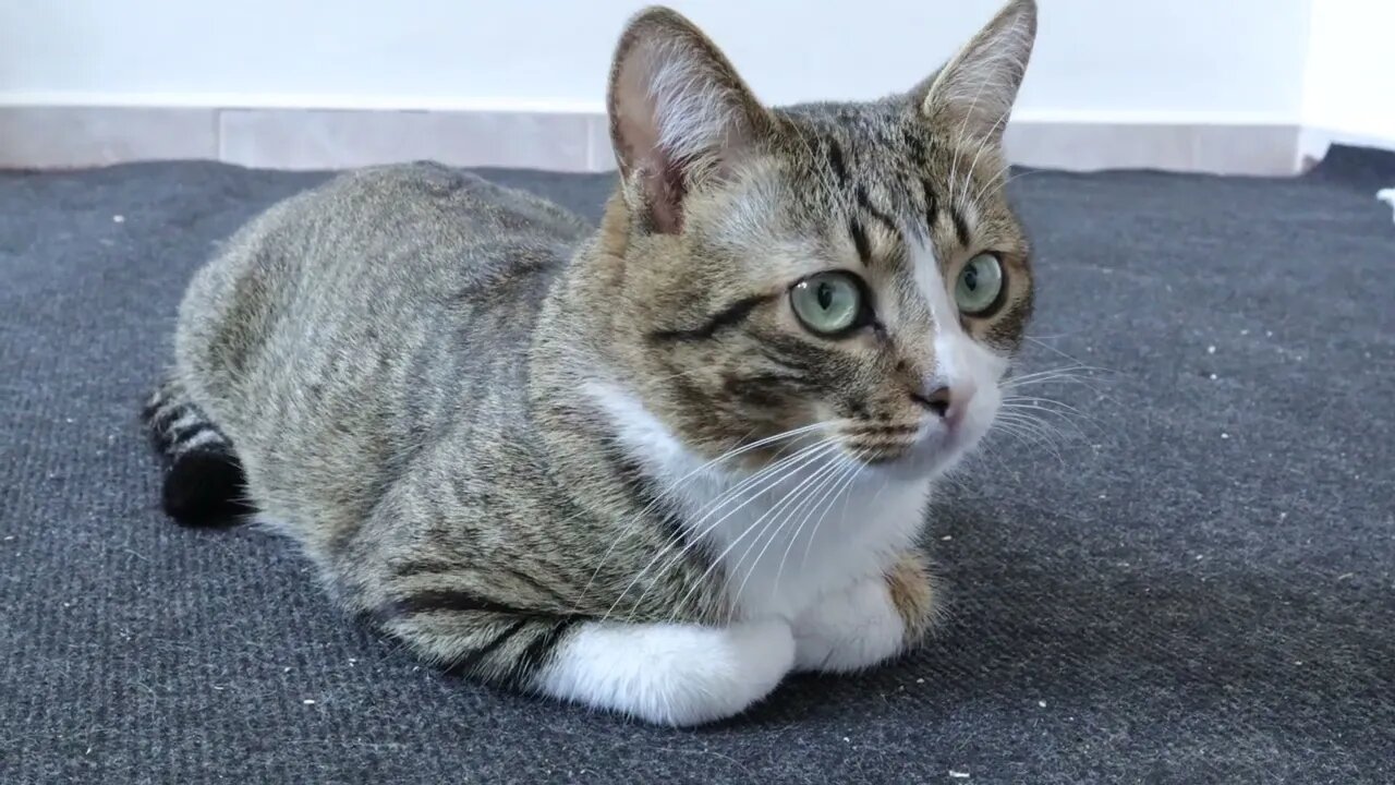 Curious Cat Is Puzzled by the Mysterious Washing Machine