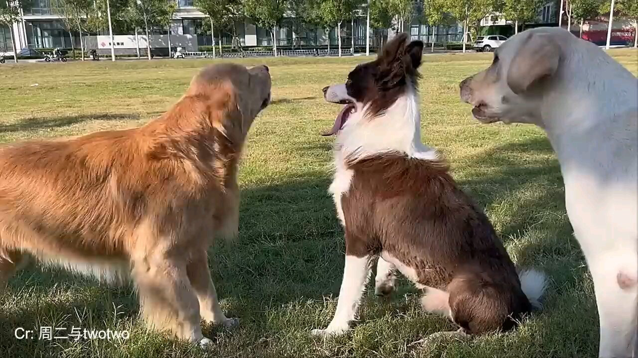 Funny Dog 🐕 talking each other 😂😂😂