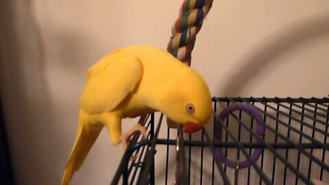 YELLOW INDIAN RINGNECK PARAKEET TALKING