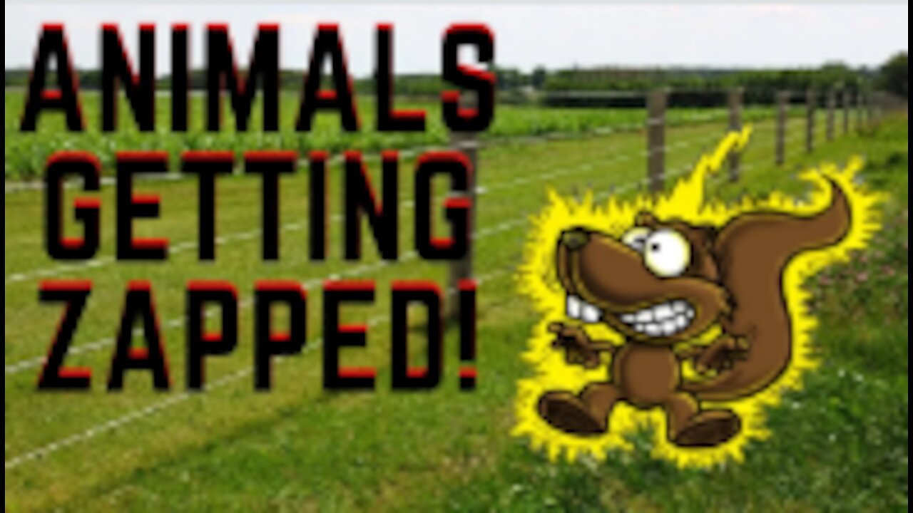 Animals Getting Shoced with Funny Sound Effects!!