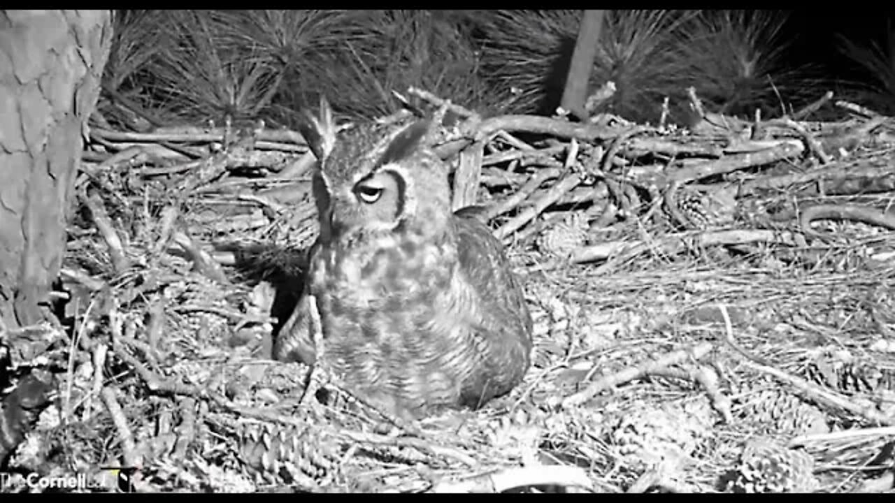 Second Evening Break 🦉 2/22/22 19:45