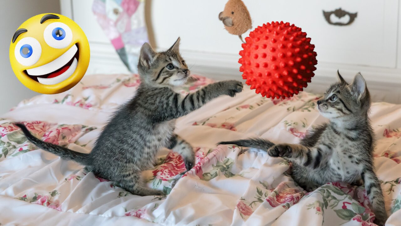 Entertaining two cats at the same time.. 😂 -Pets Class Part 67