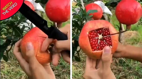 Pomegranate cutting skills #agriculture
