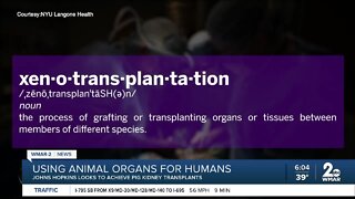 Johns Hopkins looks to achieve Pig kidney transplants