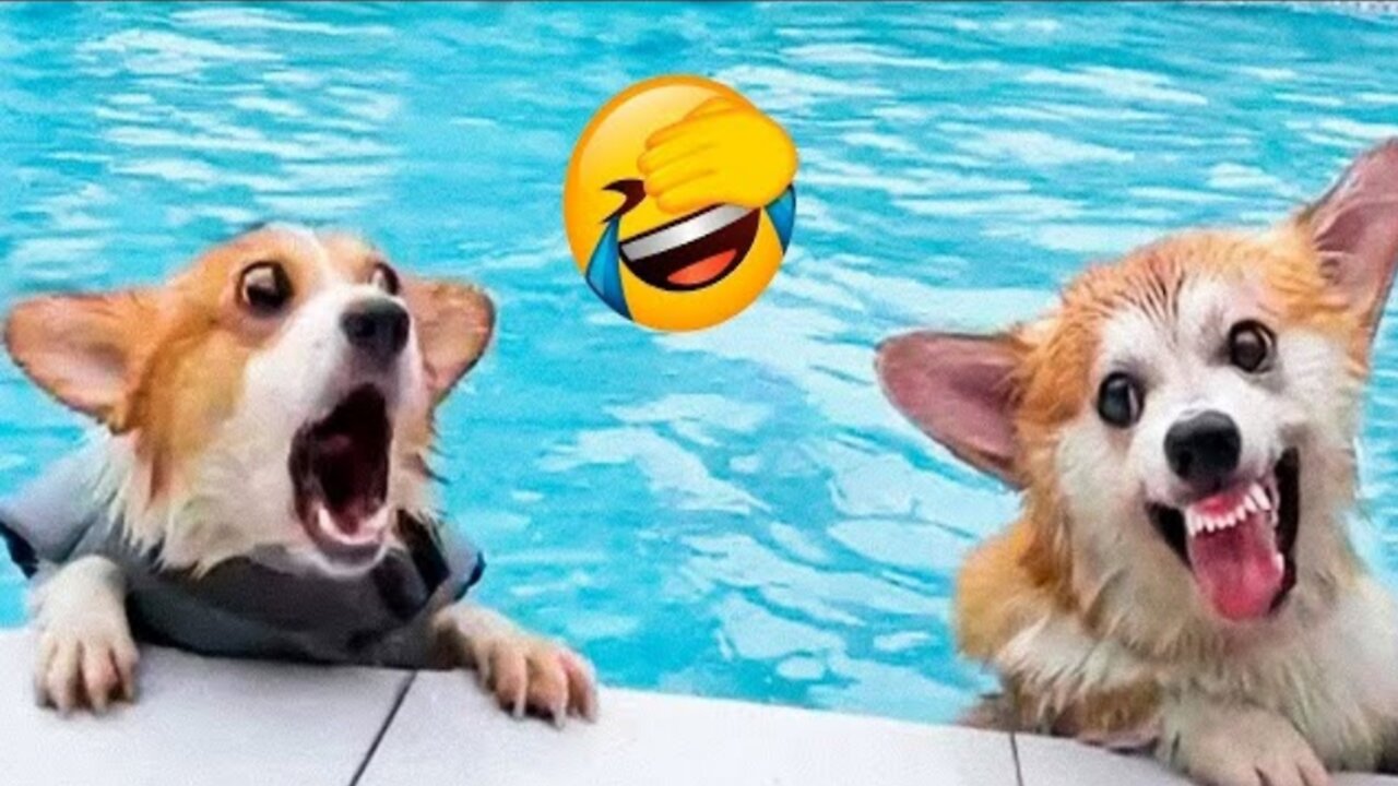 Funny Animal Videos 🤣 2022 - Funniest Cats and Dogs Videos 🐶😻