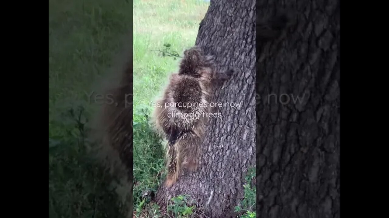 Lookout! Porcupines are Climbing Trees!