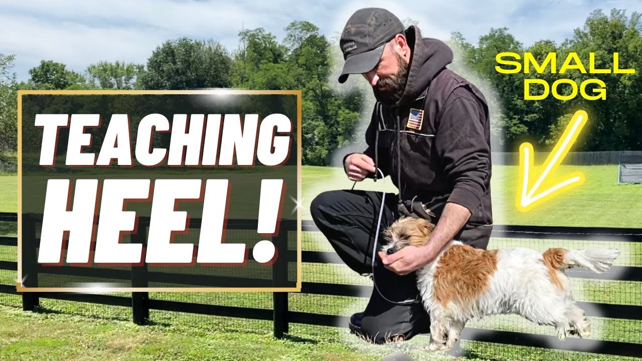 HOW TO TRAIN A SMALL DOG/ PUPPY TO HEEL! If You Can't Do This DON'T MOVE ON!