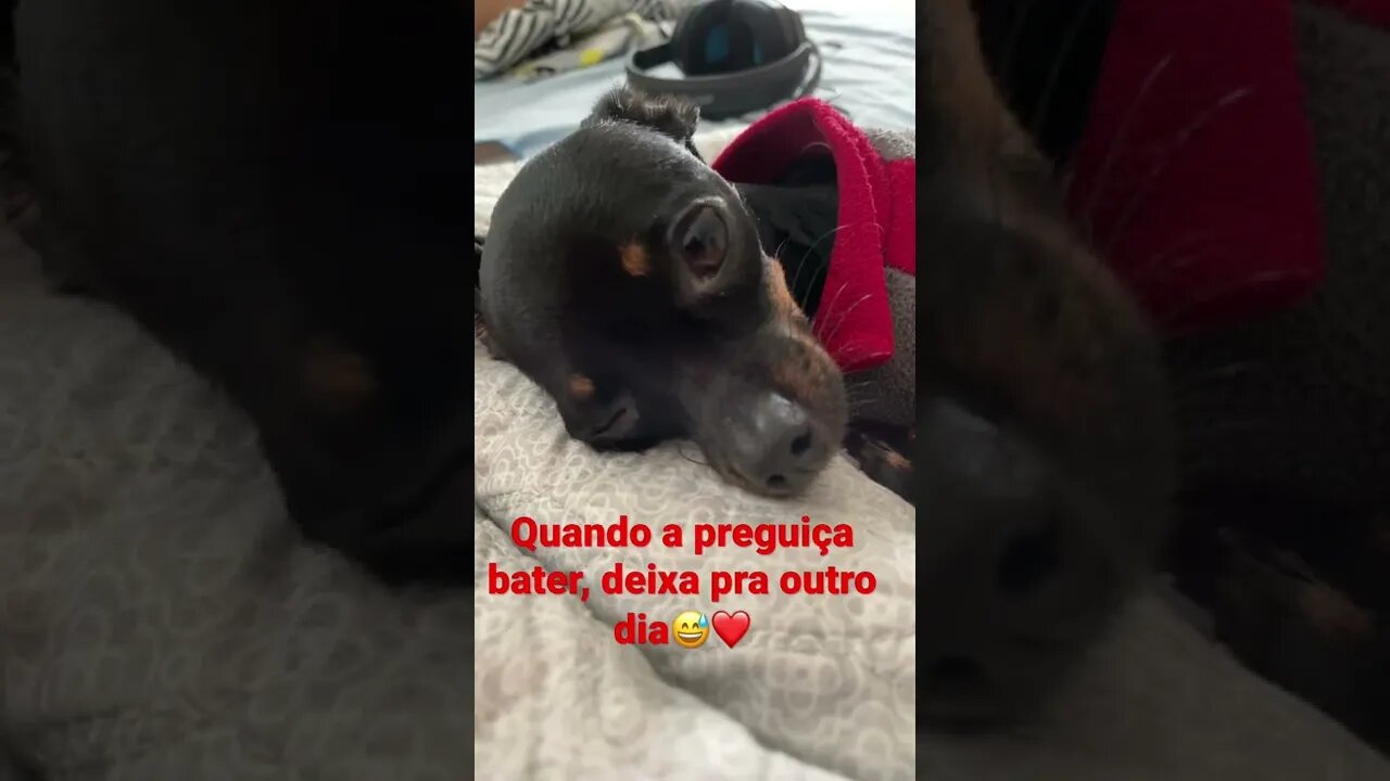 #short #família #pets #pincher #preguiça Quando a preguiça bater, deixa pra outro dia😅❤️