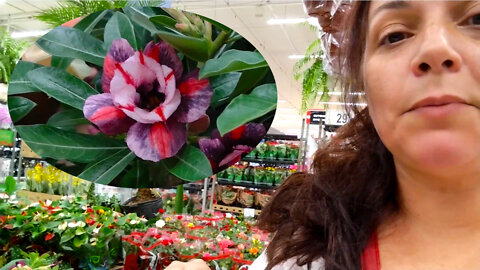 Fui comprar peixe no carrefour ( tinha mais planta que ovo da páscoa)