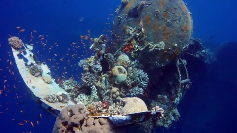 Journey to the underwater world / Путешествие в подводный мир #NatureShortsVideo