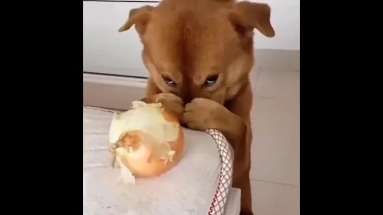 Onions? No thank you...😂😇🐶🧅