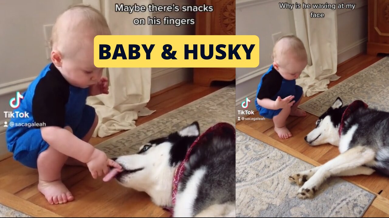 Baby and Husky Playing