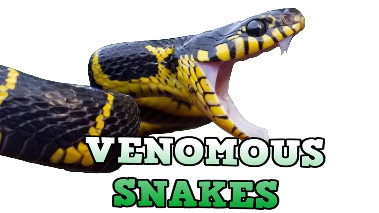 WORLDS MOST VENOMOUS SNAKES