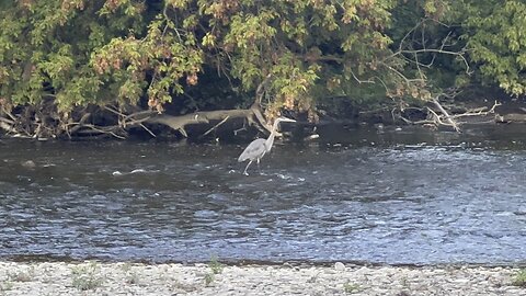 Great Blue Heron fishing