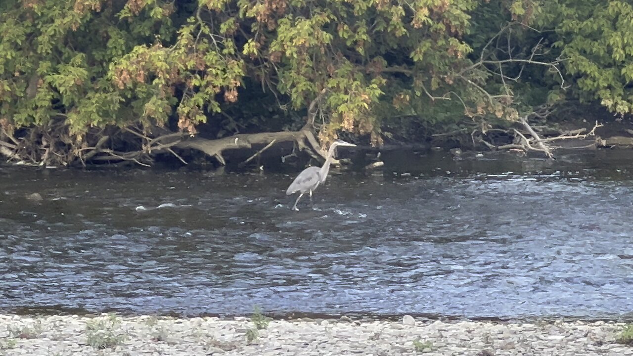 Great Blue Heron fishing